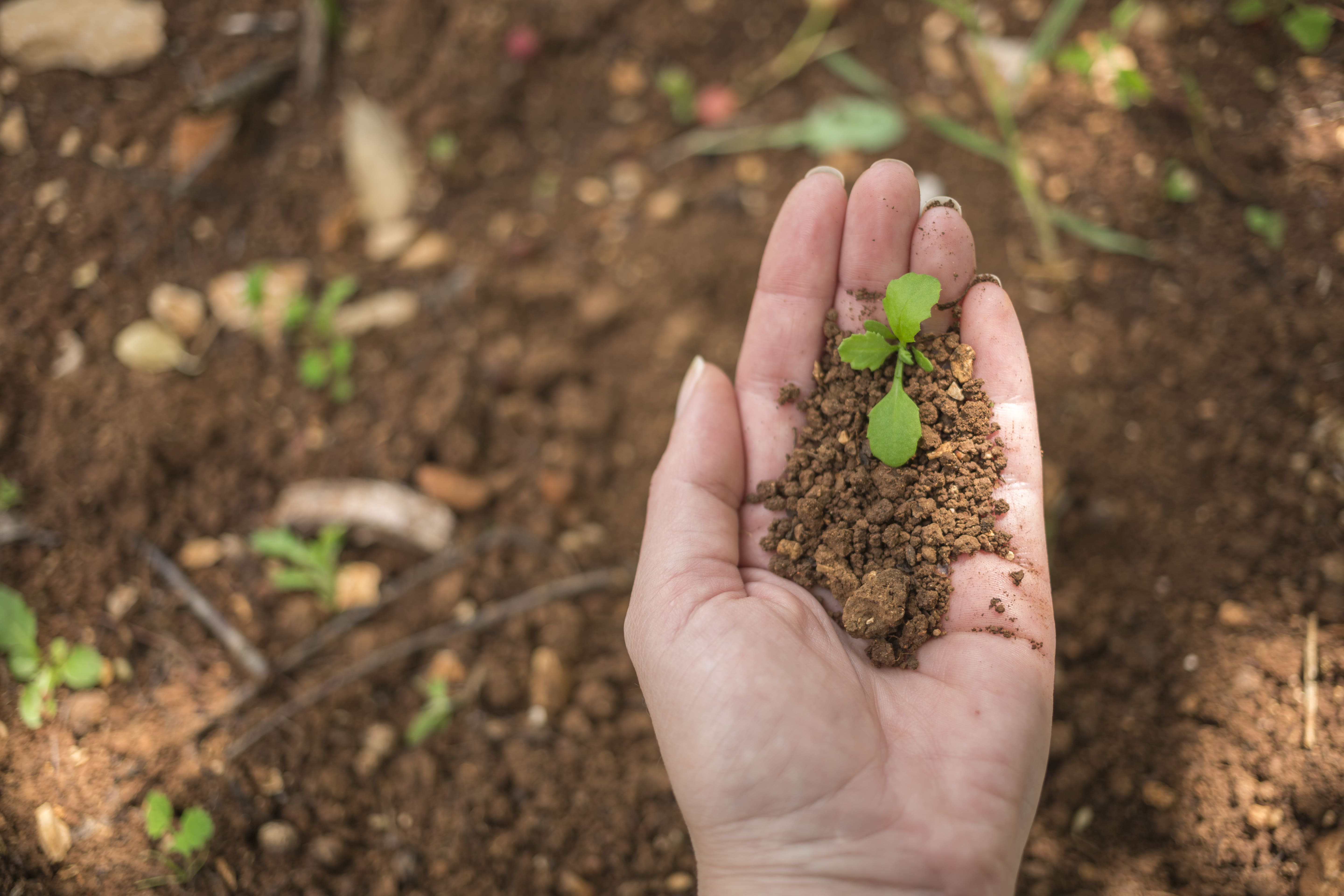 Sustainability Image